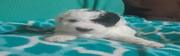 Perro de Agua Español perros en venta: PERROS DE AGUA ESPAÑOL - Anuncio 14