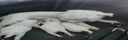 Bichón Frisé perros en venta: Bichon Frise - Anuncio 2
