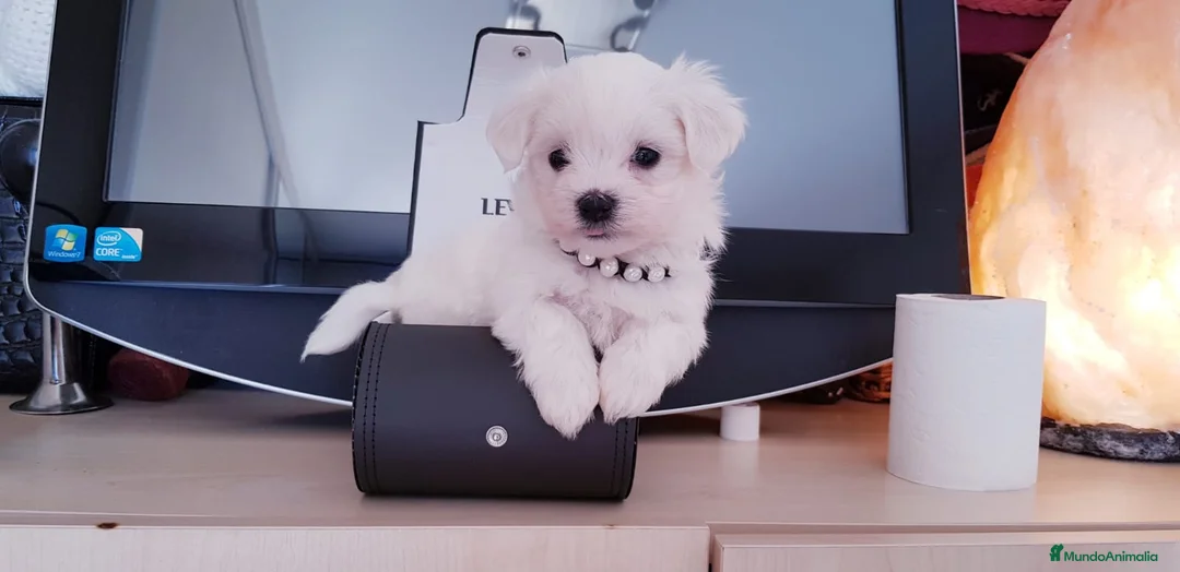 Bichón Maltés perros en venta: Cachorros Bichón Maltés en Barcelona - Anuncio 2