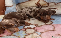 Teckel perros en venta: Teckel kaninchen Arlequínes y colores bellisimos - Imagen 4