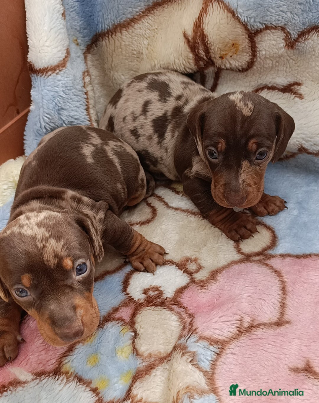 Teckel perros en venta: Teckel kaninchen Arlequínes y colores bellisimos - Imagen 4