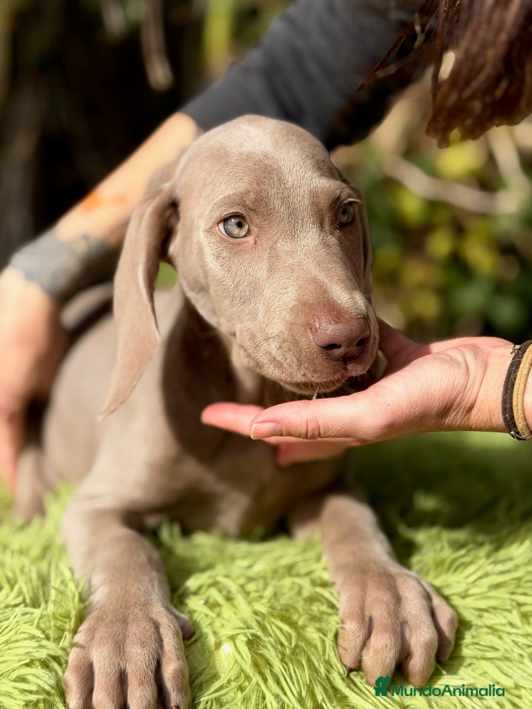 Weimaraner perros en venta: Braco de weimar  - Anuncio 5