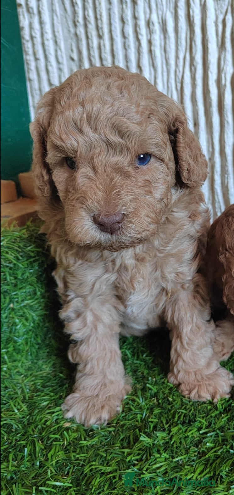 Caniche Toy perros  Nueva Camada de Caniche Toy Apricot - Anuncio 9