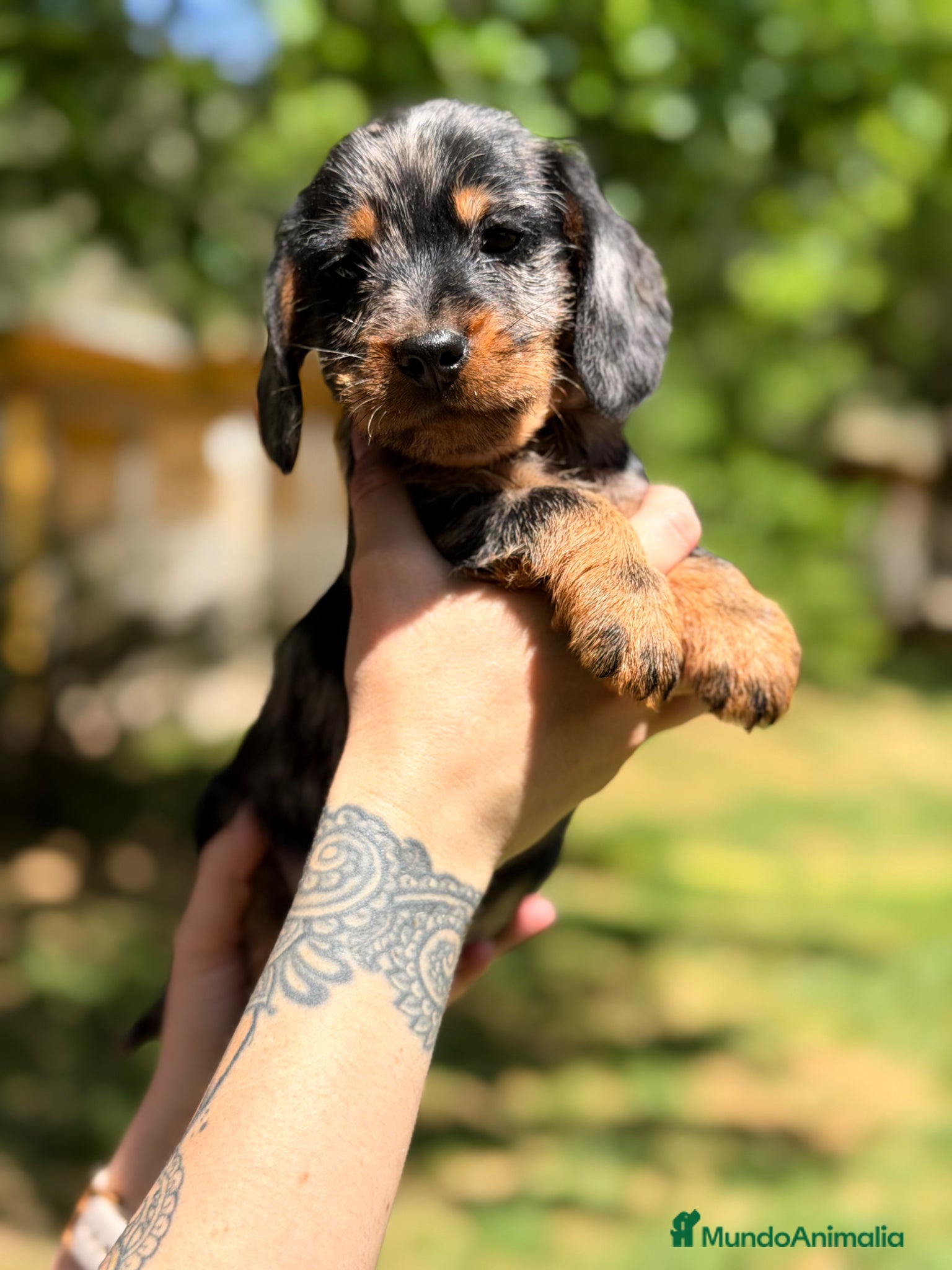 Teckel Miniatura perros Teckel pelo jabalí  - Anuncio 3