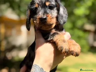 Teckel Miniatura perros Teckel pelo jabalí - Anuncio 3