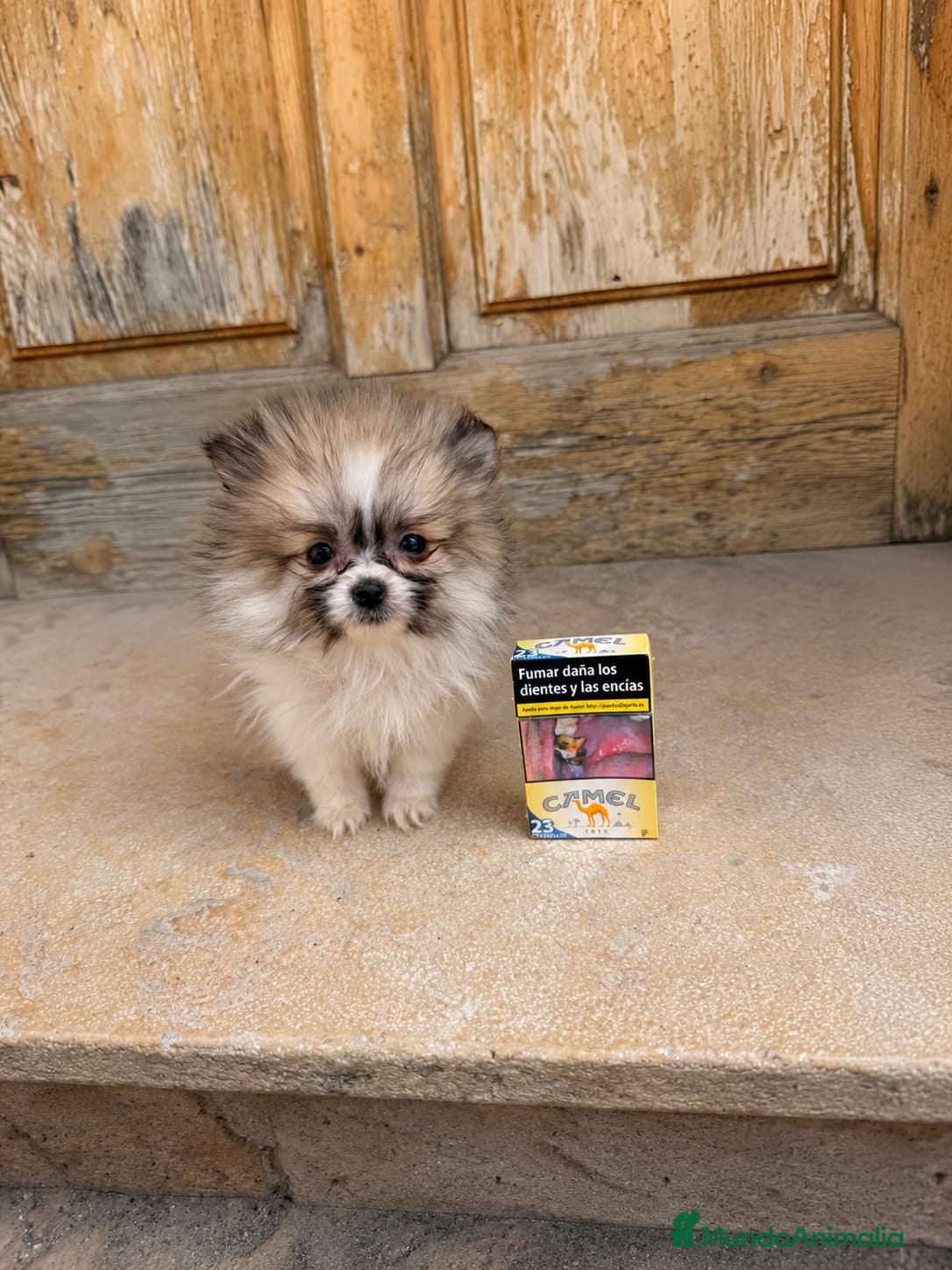 Pomerania perros Pomerania micro toy mini - Anuncio 14