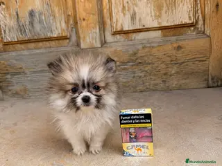 Pomerania perros Pomerania micro toy mini - Anuncio 14