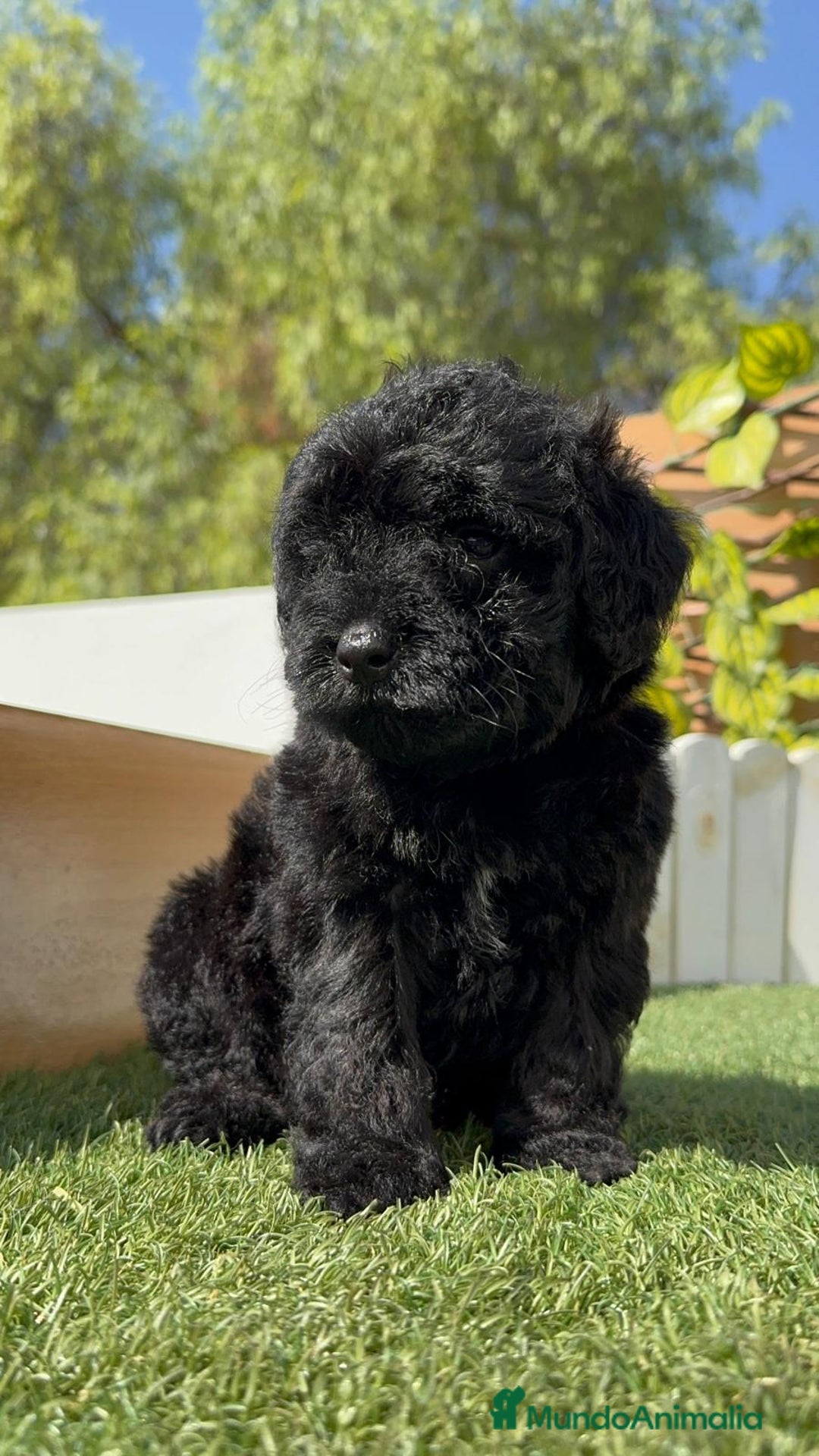 Perro de Agua Español perros en venta: PERRO DE AGUA ESPAÑOL MACHO - Imagen 15