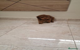 Caniche Toy perros en venta: Caniche Toy - Imagen 5