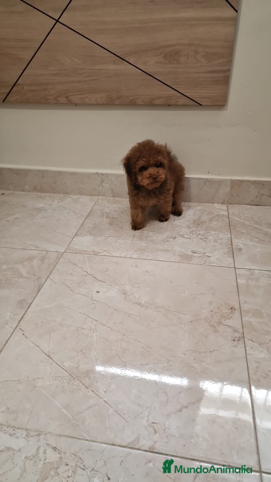 Caniche Toy perros en venta: Caniche Toy - Imagen 5