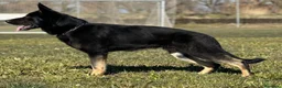 Pastor Alemán perros en venta: León von der Labach X Joya Midollyk  - Anuncio 2