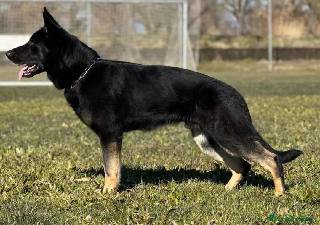 Pastor Alemán perros en venta: León von der Labach X Joya Midollyk  - Anuncio 2