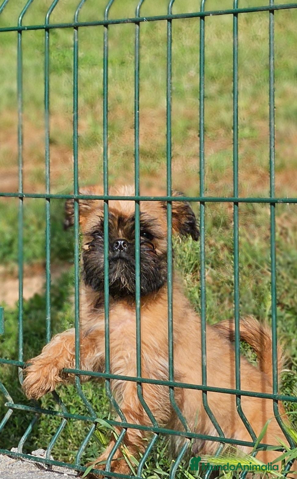 Grifón de Bruselas perros Espectacular cachorro Grifon de Bruselas - Anuncio 1