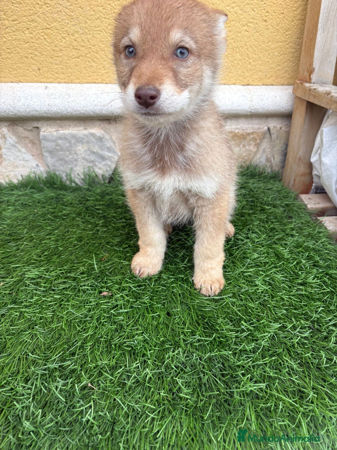 Perro Lobo de Saarloos perros en venta: Camada de Perro lobo Iberico impresionantes  - Anuncio 5