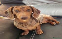 Teckel Miniatura perros en venta: Teckel Miniatura  - Imagen 5