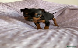 Pinscher Miniatura perros en venta: Pinscher miniatura  - Imagen 3