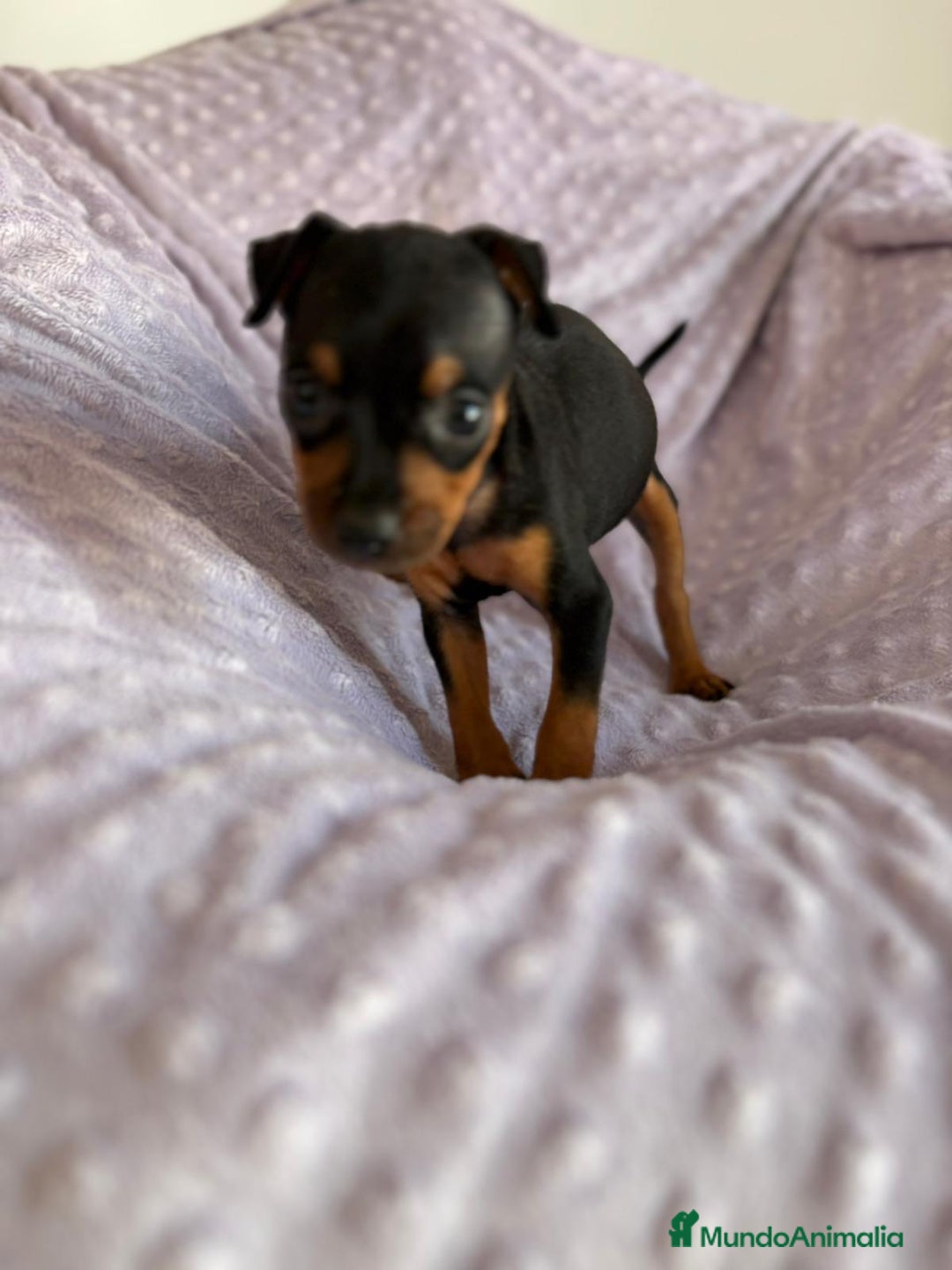 Pinscher Miniatura perros en venta: Pinscher miniatura  - Imagen 3