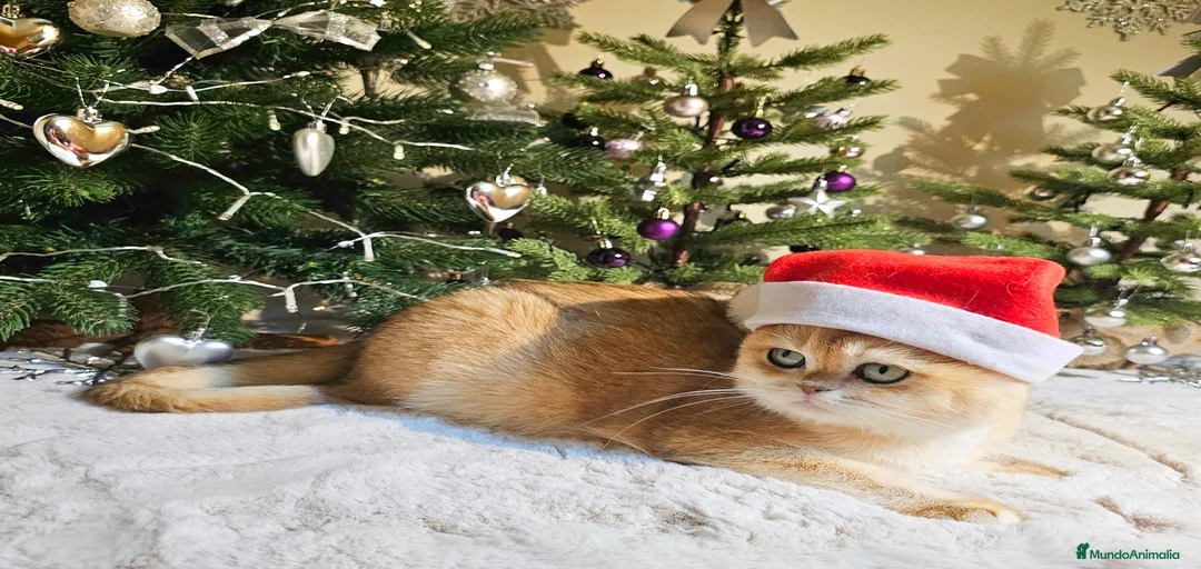 Imagen de galería {{count}}