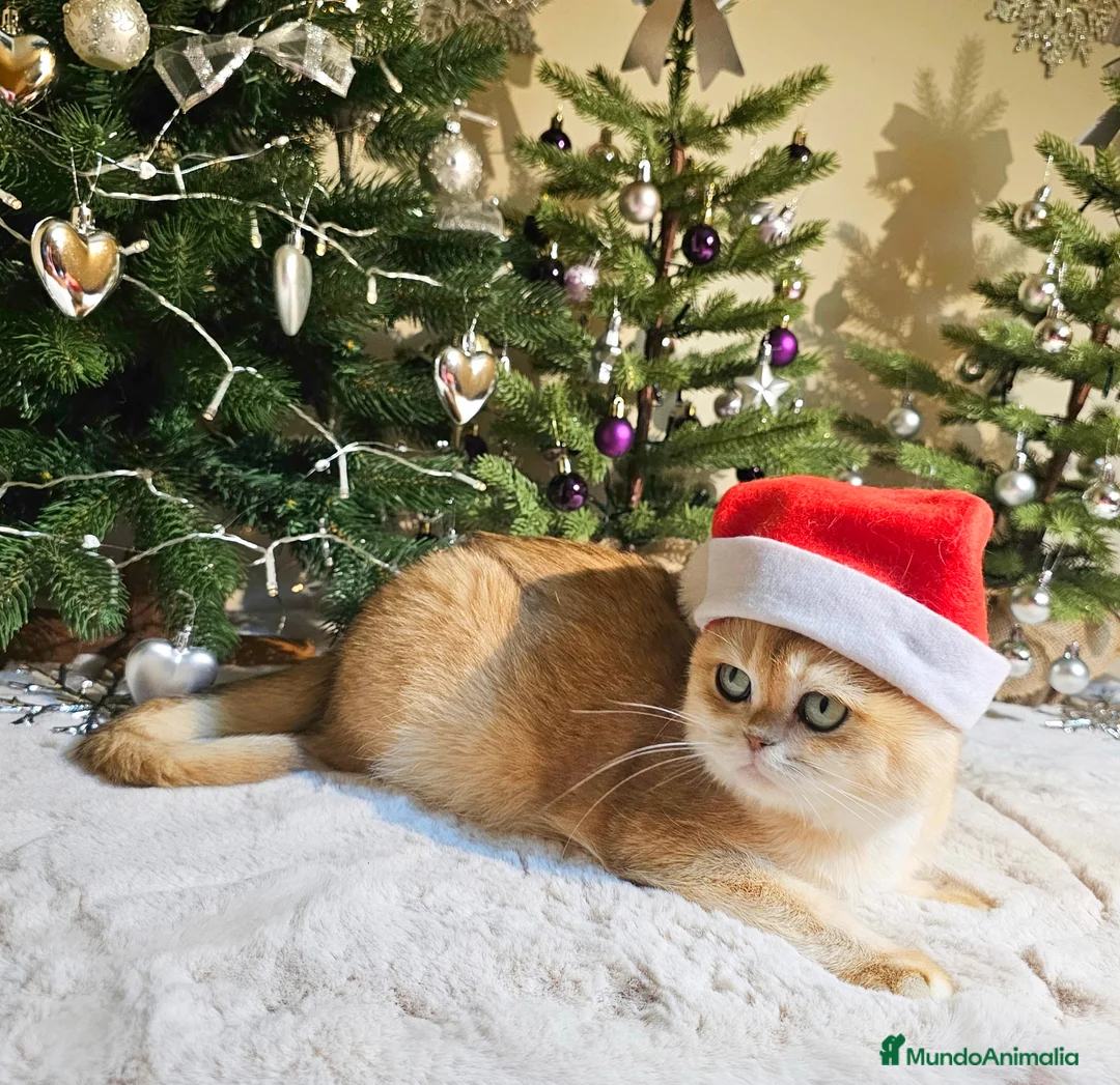 Imagen de galería {{count}}