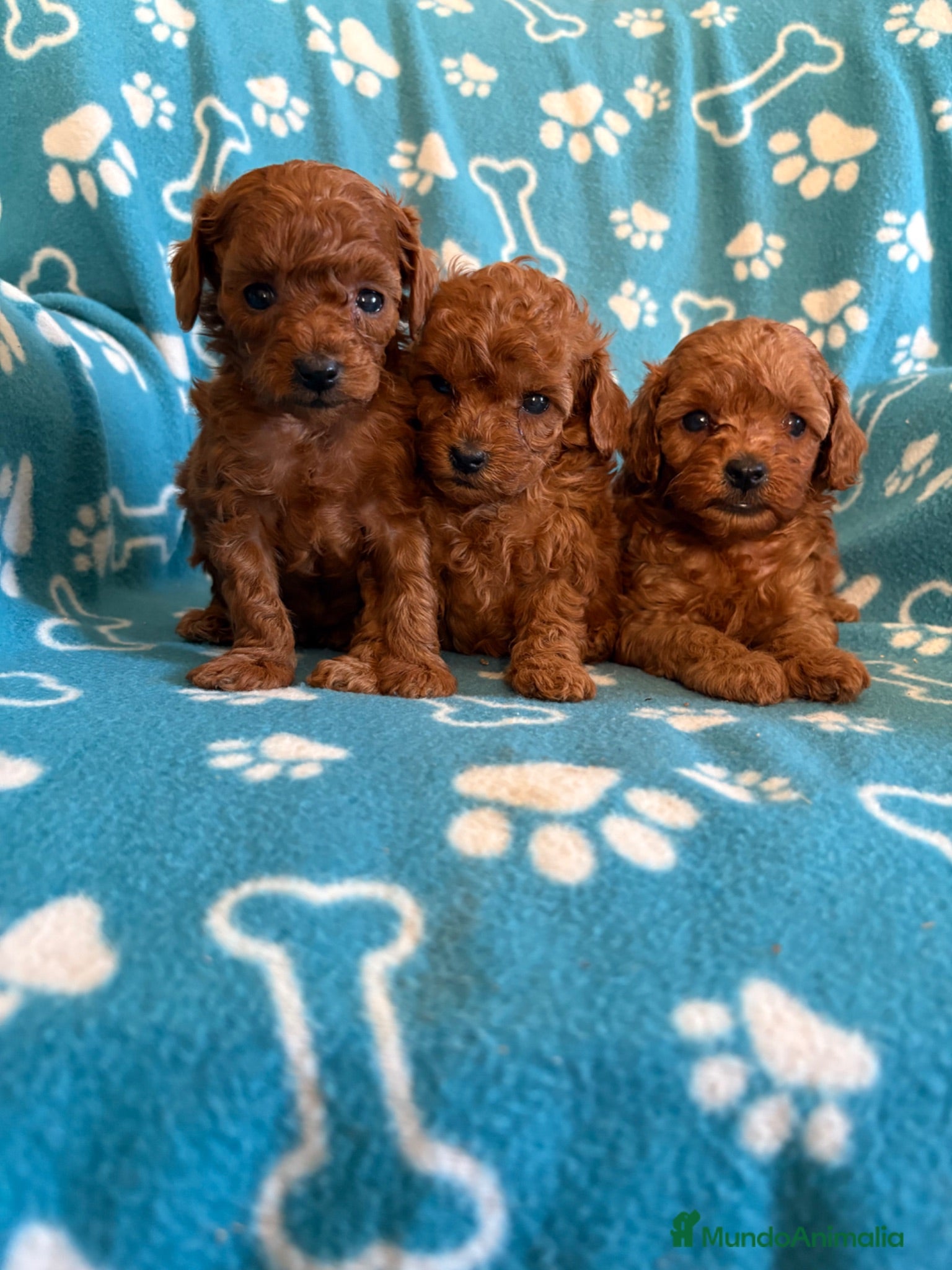 Caniche Toy perros Caniche toy - Anuncio 1