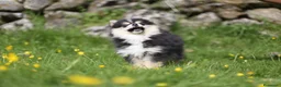Pomsky perros en venta: Pomsky toy F3 - Anuncio 7