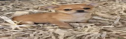 Chihuahua perros en venta: Machito chihuahua  - Anuncio 2
