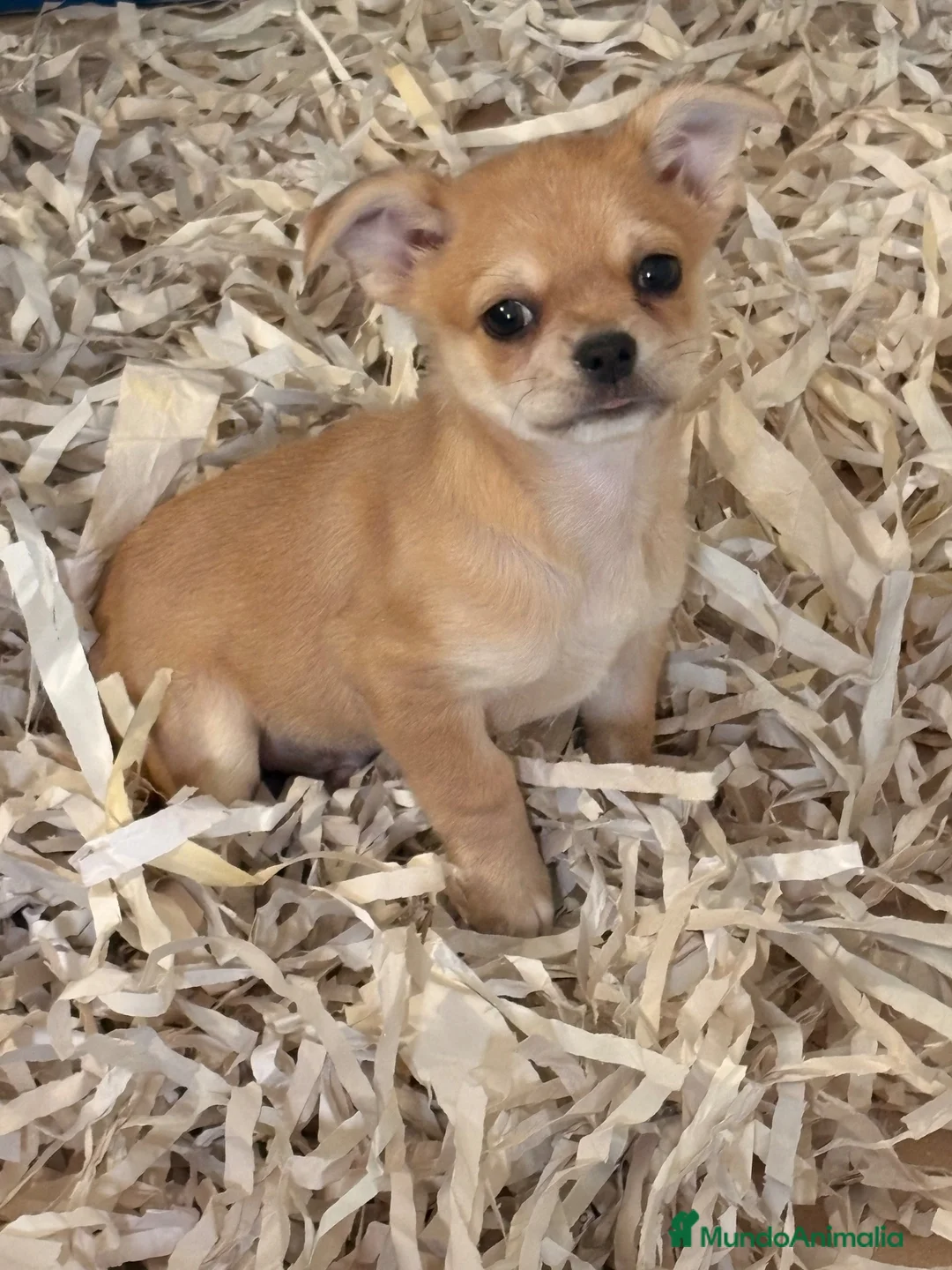 Chihuahua perros en venta: Machito chihuahua  - Anuncio 2