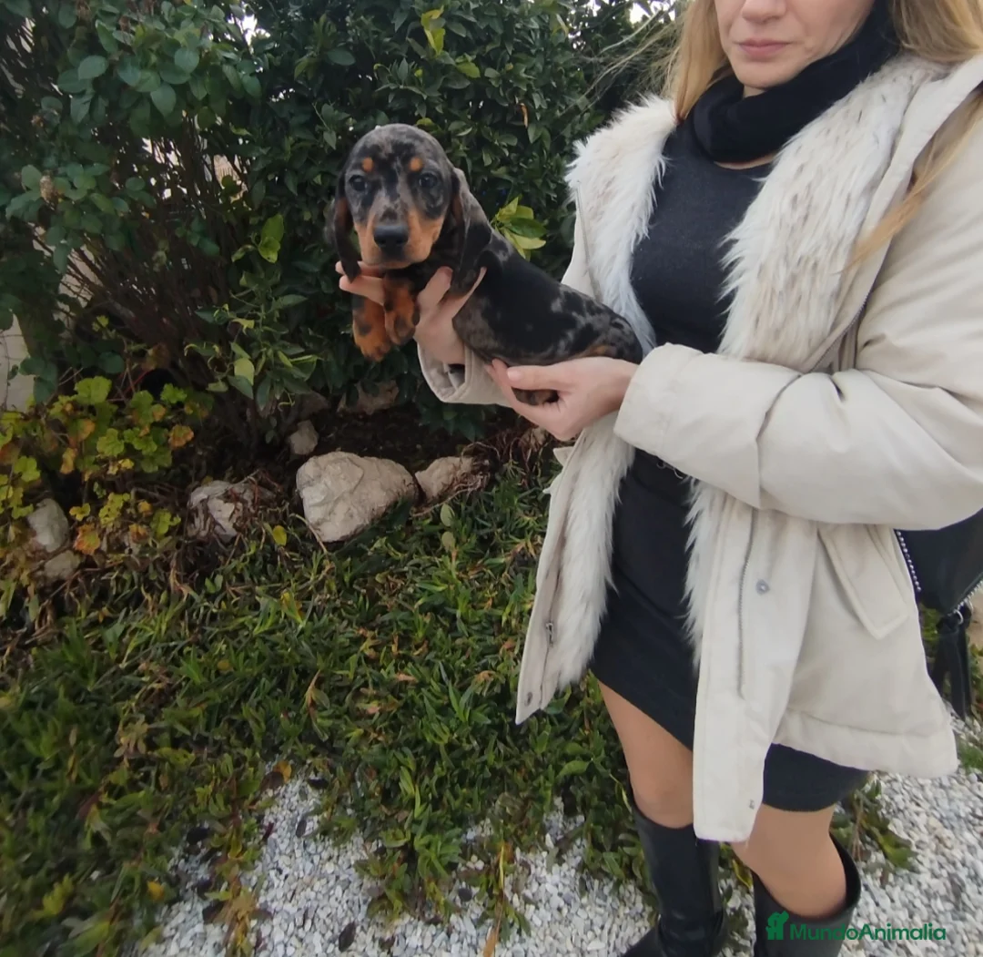 Teckel Miniatura perros en venta: Teckels kanichen  - Anuncio 2