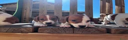 Jack Russell Terrier perros en venta: Jack russell  - Anuncio 4