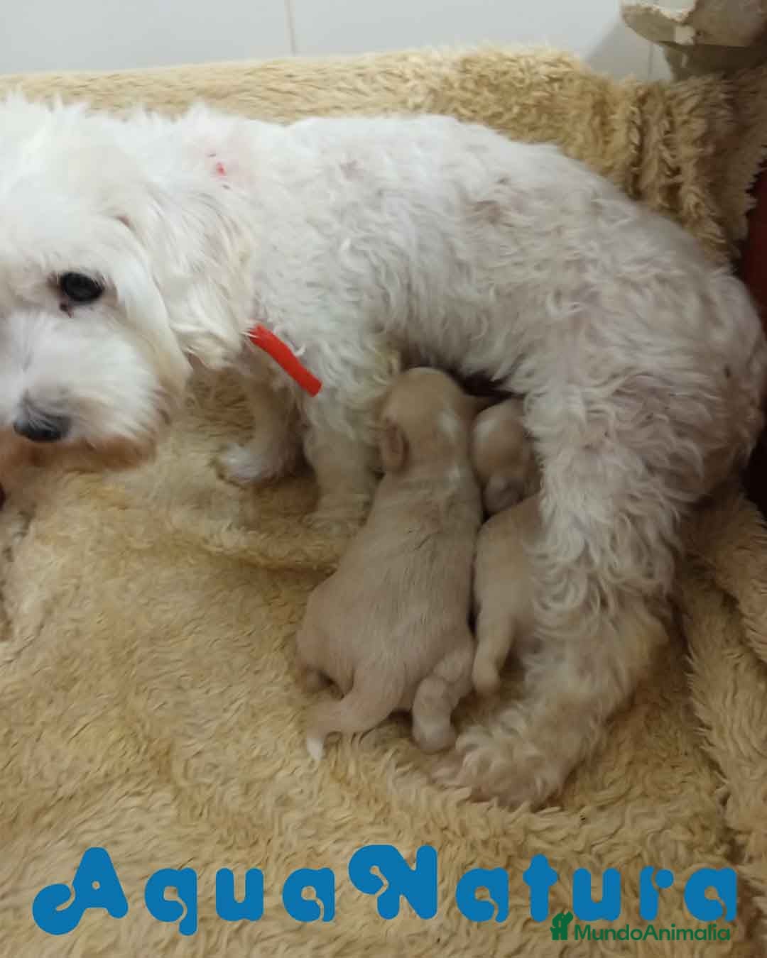 Raza Mixta perros en venta:  Camada Havapoo de Kusita 1 y Alejo AQUANATURA - Imagen 6