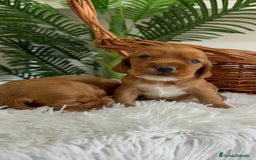 Cocker Spaniel Inglés perros en venta: COCKER SPANIEL INGLES - Imagen 8
