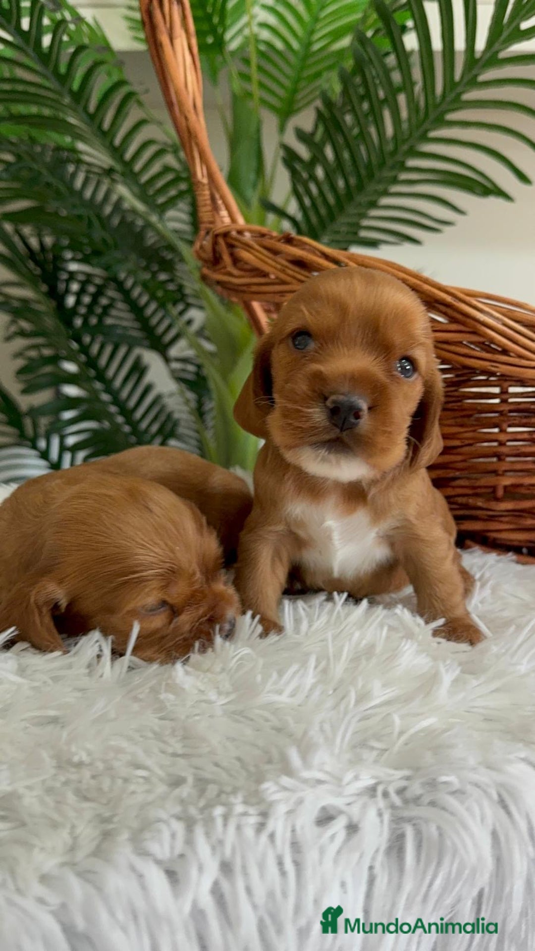 Cocker Spaniel Inglés perros en venta: COCKER SPANIEL INGLES - Imagen 8