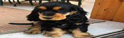 Cocker Spaniel Inglés perros en venta: Cocker spanish ingles disponibles  - Anuncio 2