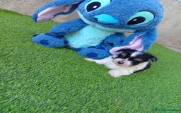 Biewer Yorkshire Terrier a la Pom Pon perros en venta: OPORTUNIDAD VERANO - Imagen 1