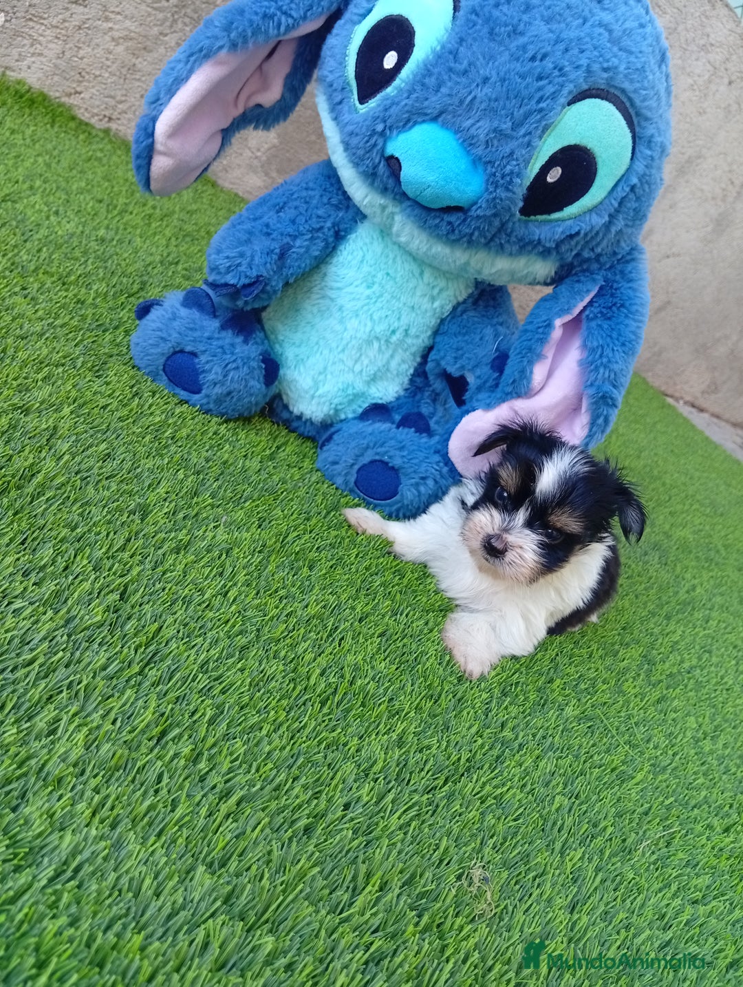 Biewer Yorkshire Terrier a la Pom Pon perros en venta: OPORTUNIDAD VERANO - Imagen 1