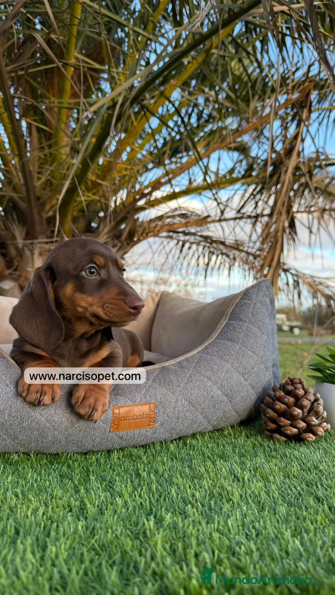 Teckel Miniatura perros en venta: CACHORROS TECKEL CHOCOLATE - Anuncio 6