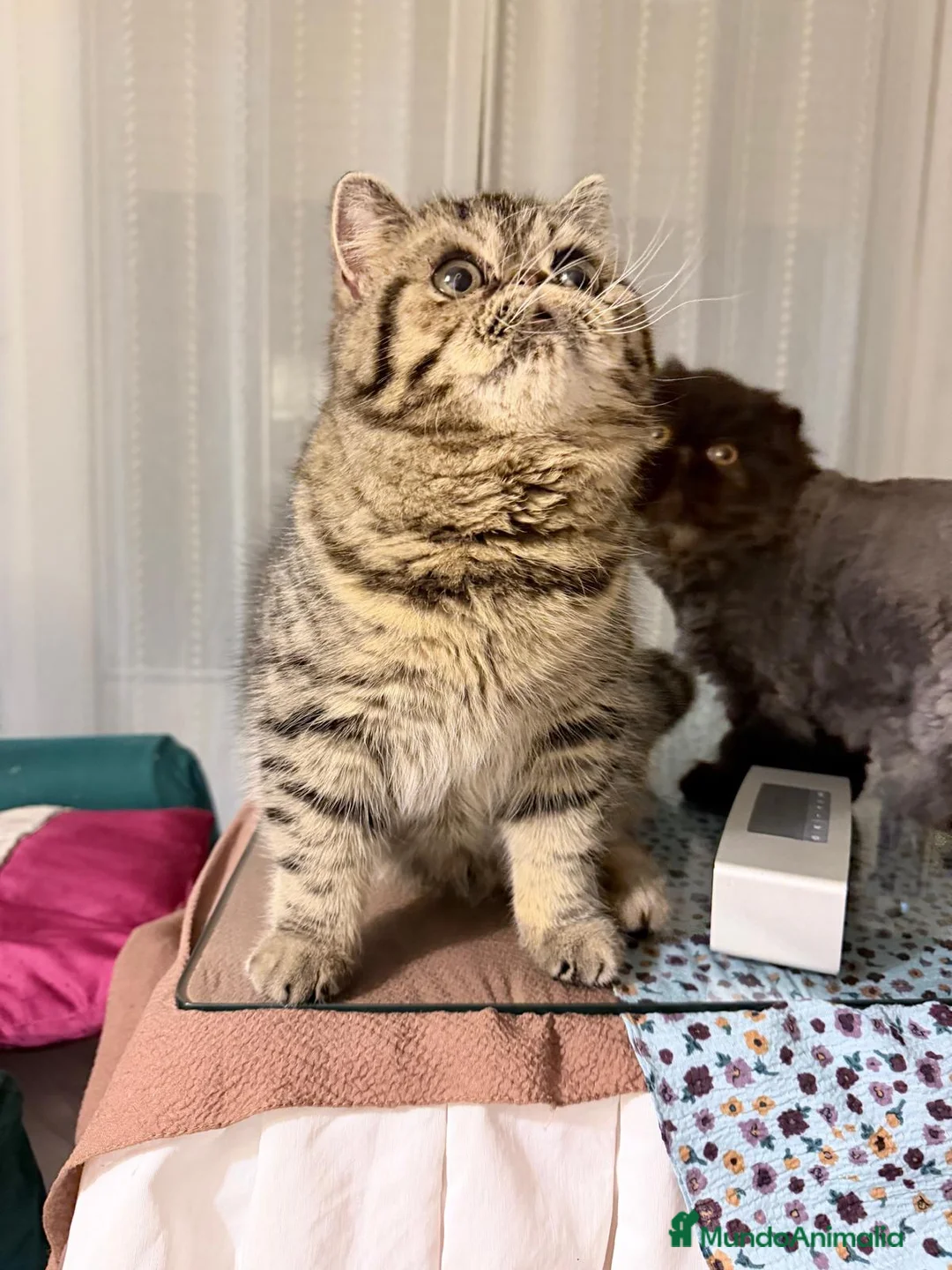 Persa gatos en venta: Persa Exótico - Anuncio 2