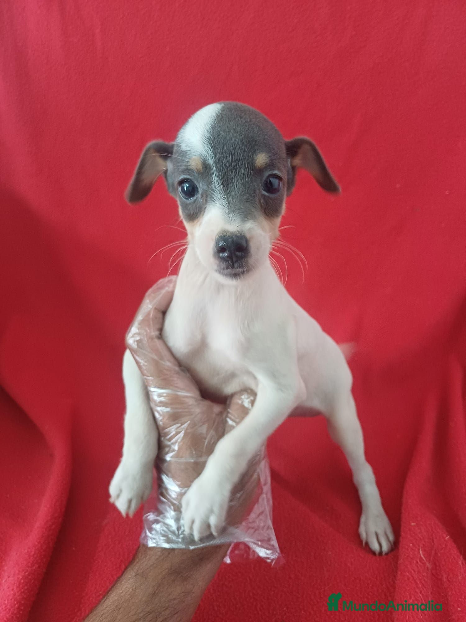 Ratonero Bodeguero Andaluz perros Bodeguero Andaluz Blue - Anuncio 1