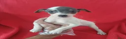 Ratonero Bodeguero Andaluz perros en venta: Bodeguero Andaluz Blue - Anuncio 1