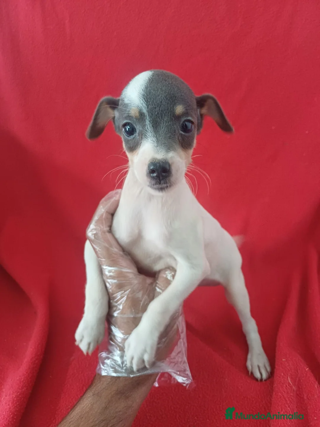 Ratonero Bodeguero Andaluz perros en venta: Bodeguero Andaluz Blue - Anuncio 1