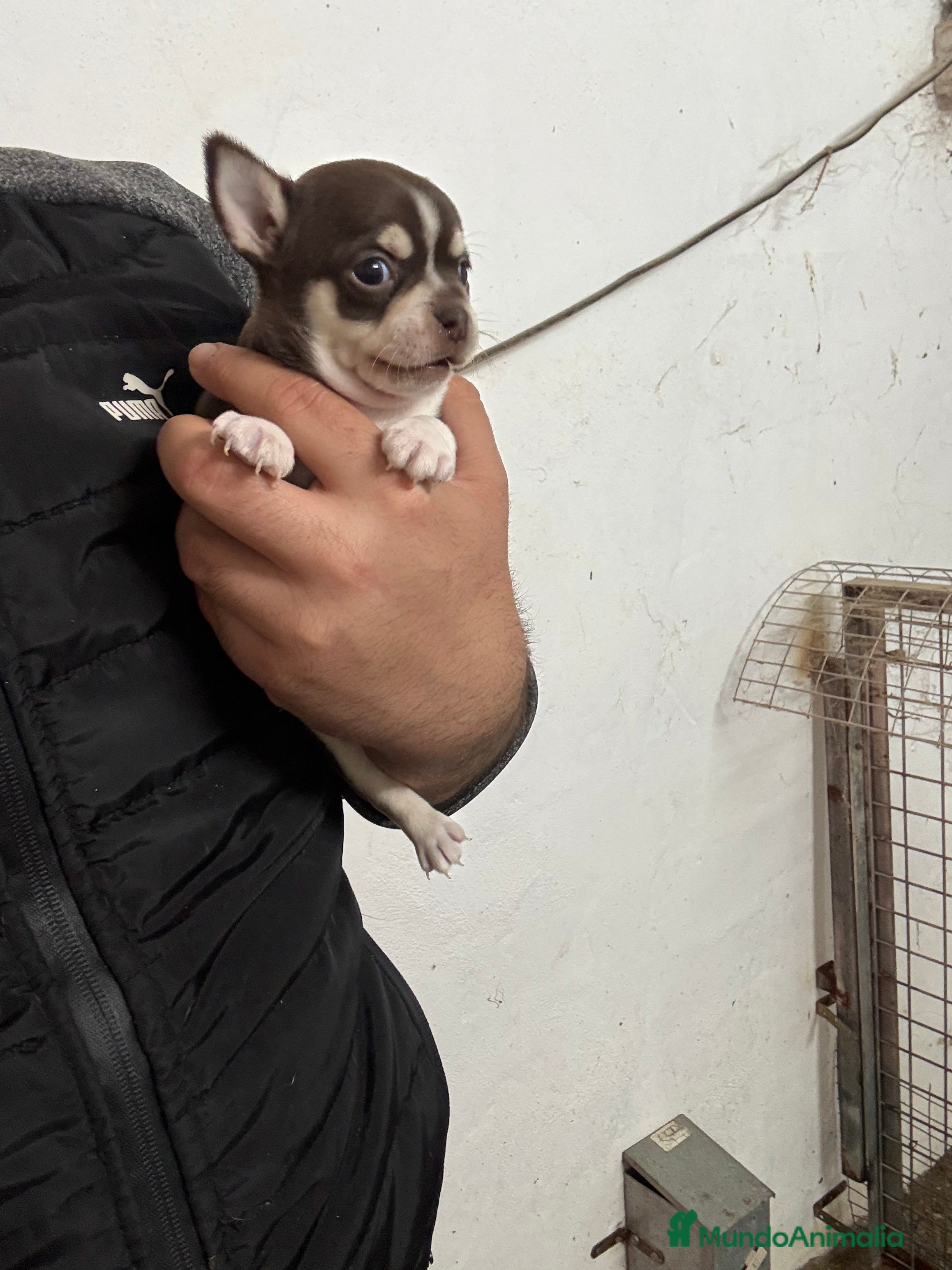 Chihuahua perros Hembrita de chihuahua Toy  - Anuncio 4