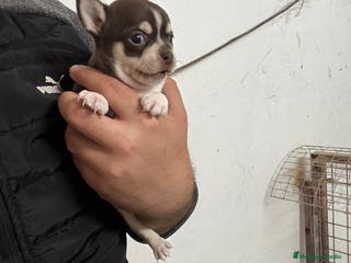 Chihuahua perros Hembrita de chihuahua Toy - Anuncio 4