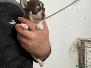 Chihuahua perros Hembrita de chihuahua Toy - Anuncio 2