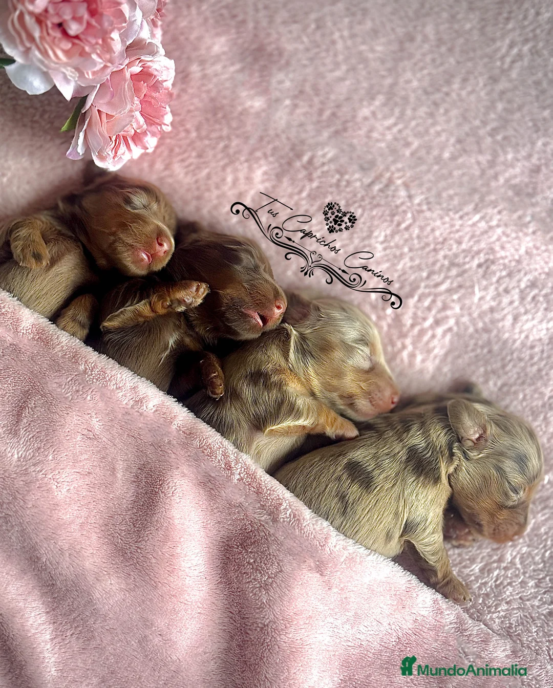 Teckel perros en venta: TUS CAPRICHOS CANINOS TECKEL DE PELO LARGO  en Cantabria - Anuncio 2