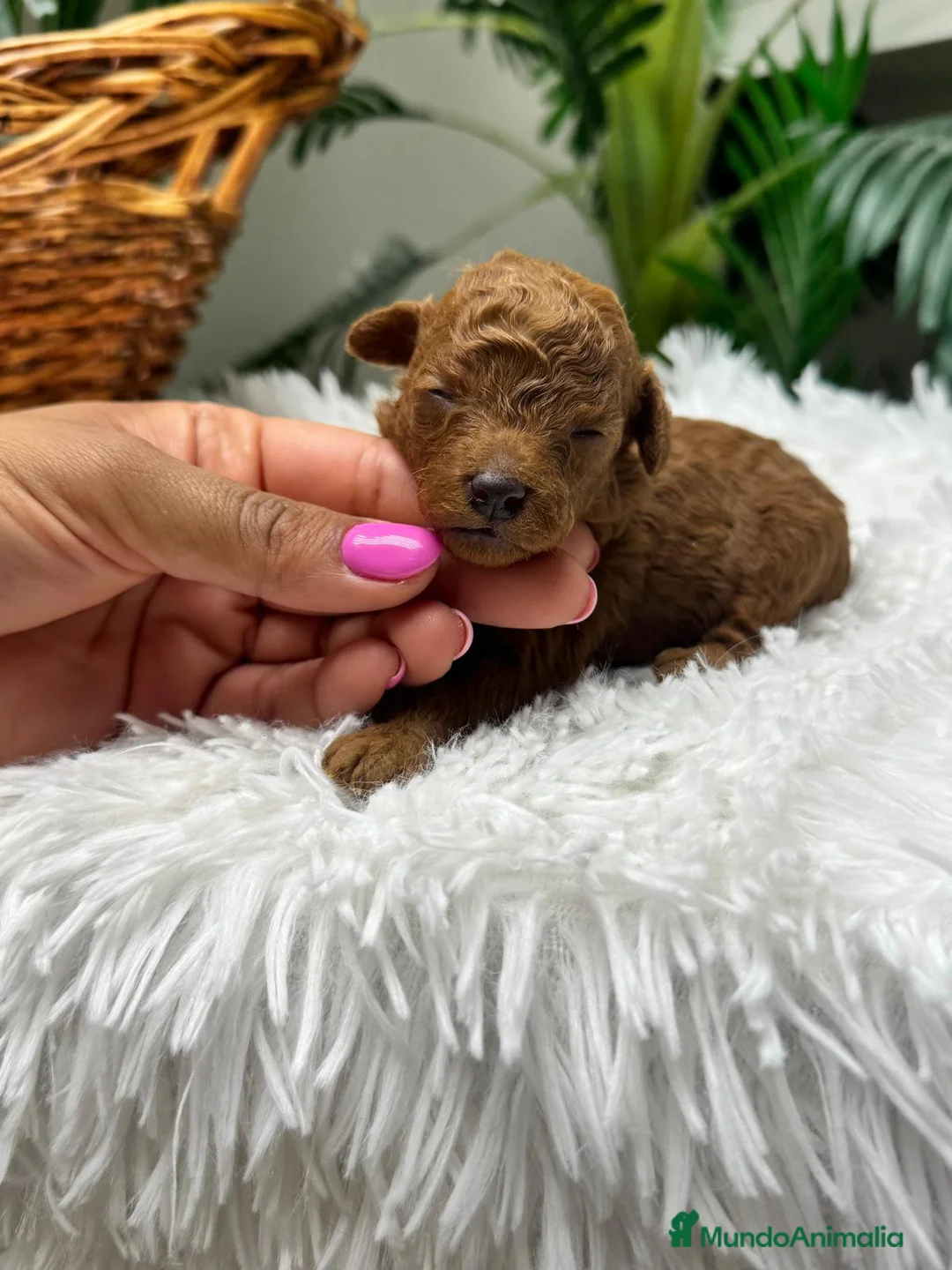Raza Mixta perros en venta: CANICHE TOY ROJO - Anuncio 15