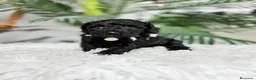 Caniche Enano perros en venta: CANICHES ENANAS HEMBRAS - Anuncio 5