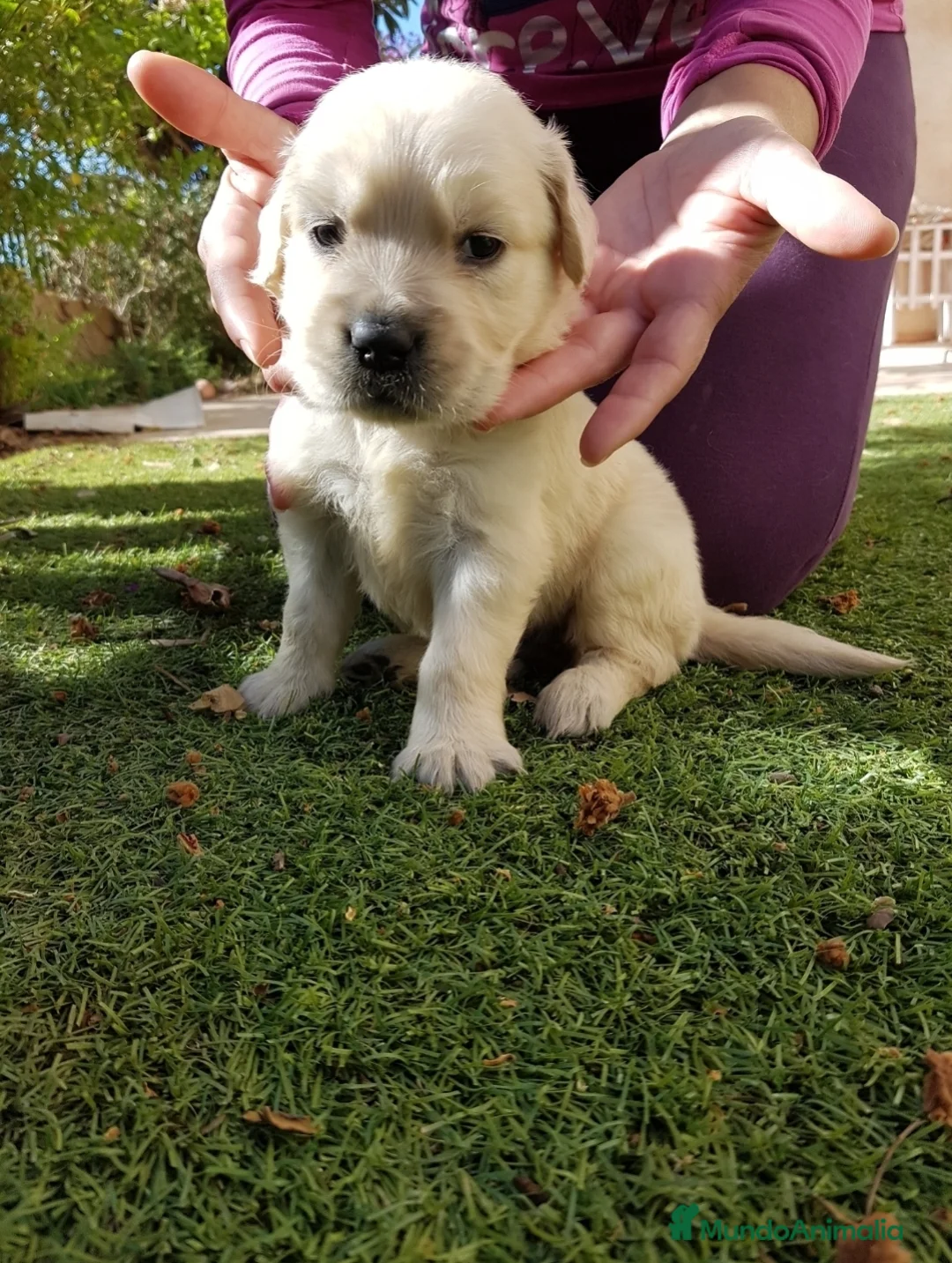 Golden Retriever perros en venta: Golden Retriever Belleza - Anuncio 1