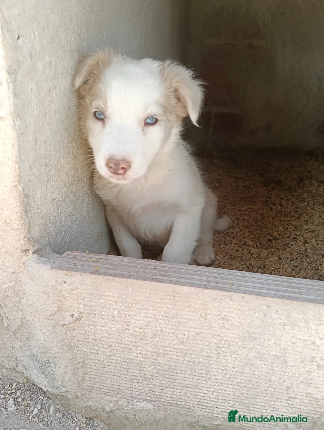 Border Collie perros en venta: Cachorros Border Collie  - Anuncio 2