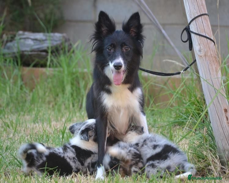 Border Collie perros camada de border collie  - Anuncio 2