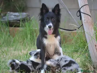 Border Collie perros camada de border collie - Anuncio 2